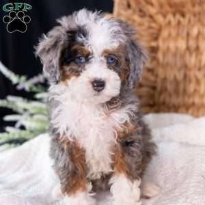 Murphy (tiny), Mini Bernedoodle Puppy